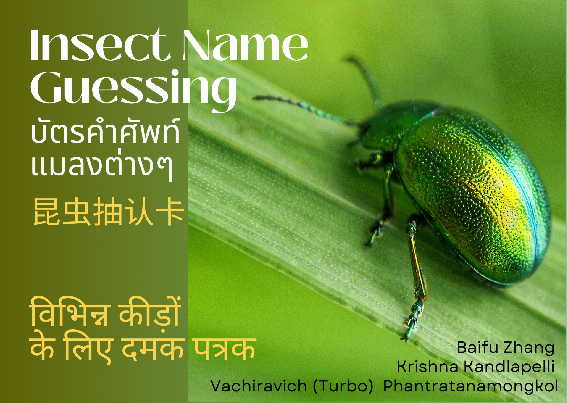 Insect Flashcards