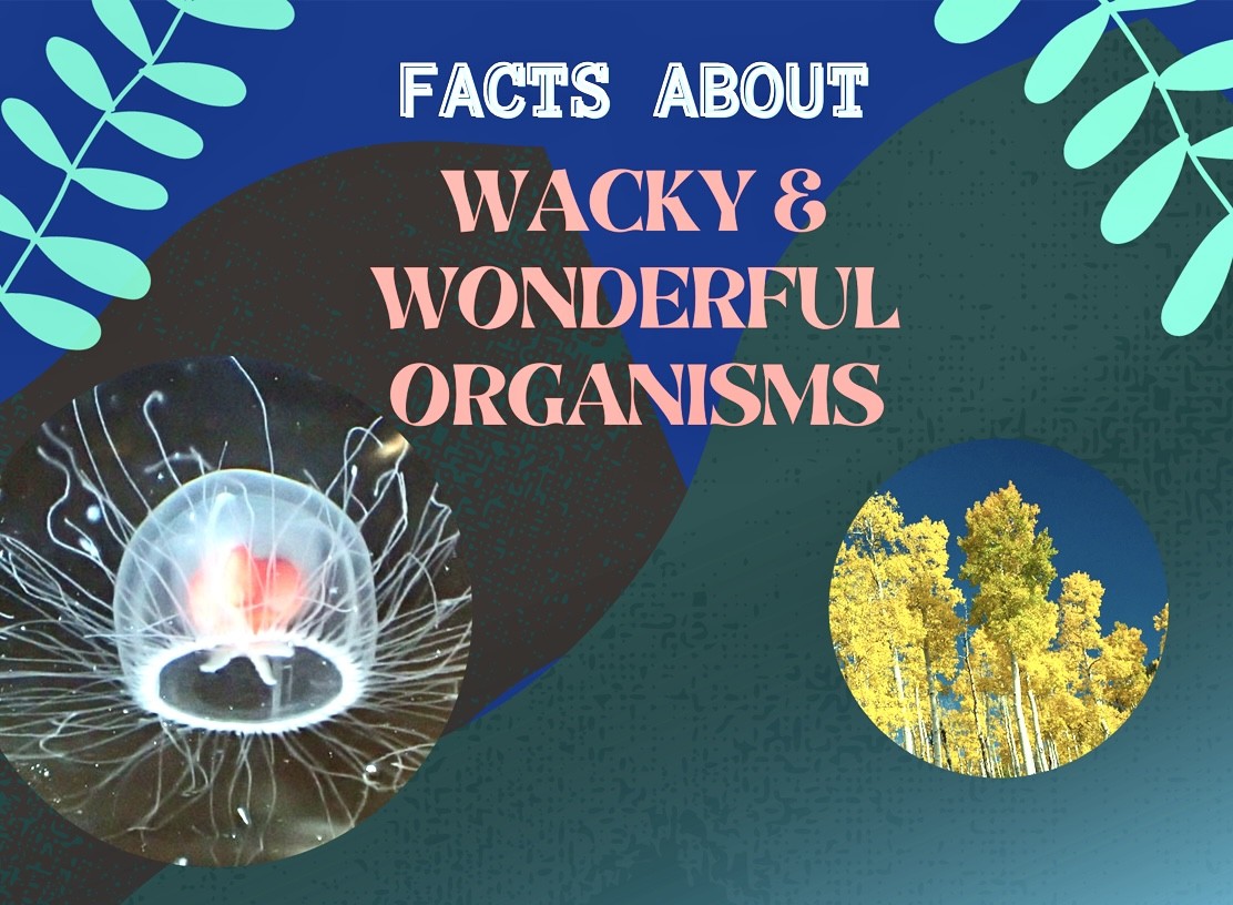 Wacky Wonderful Organisms Book